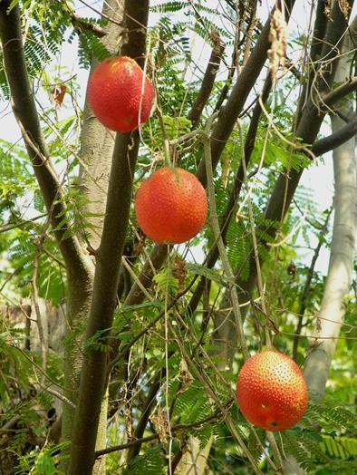 Gac seeds Momordica cochinchinensis seeds